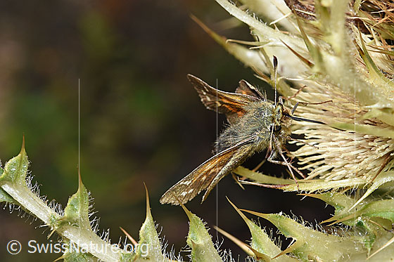 Foto: Weissfleckiger Kommafalter (Hesperia comma) an Alpen-Kratzdistel (Cirsium spinosissimum). Ansicht von schräg vorne.