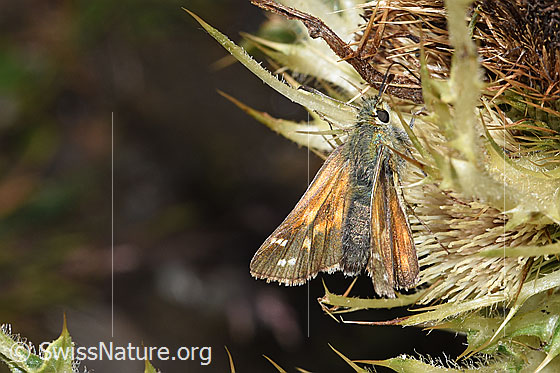 Photo: Hesperia comma on Cirsium spinosissimum. View from diagonally above.