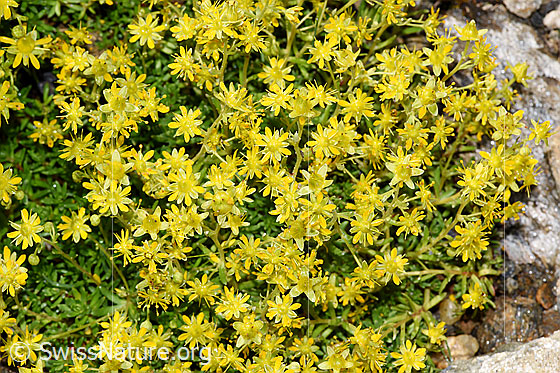 Foto: Bewimperter Steinbrech (Saxifraga aizoides). Steinbrech-Polster.