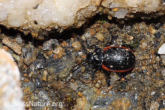 Foto: Rotsaum-Blattkäfer (Chrysolina sanguinolenta). Länge 6 - 9mm. Ansicht von oben.