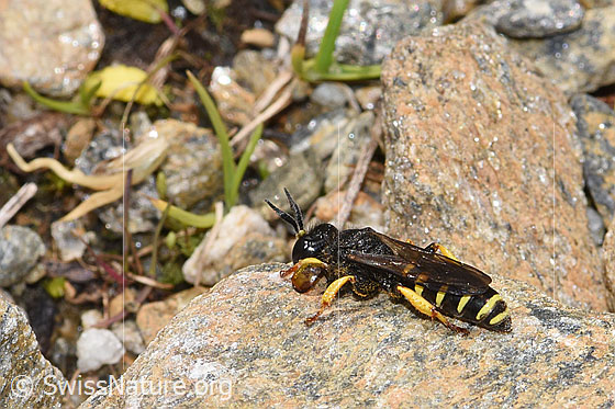 Crabro peltatus (Grabwespe)