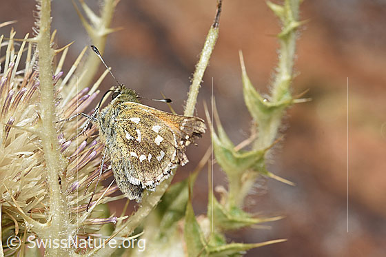 Foto: Weissfleckiger Kommafalter (Hesperia comma) an Alpen-Kratzdistel (Cirsium spinosissimum). Ansicht von seitlich hinten.
