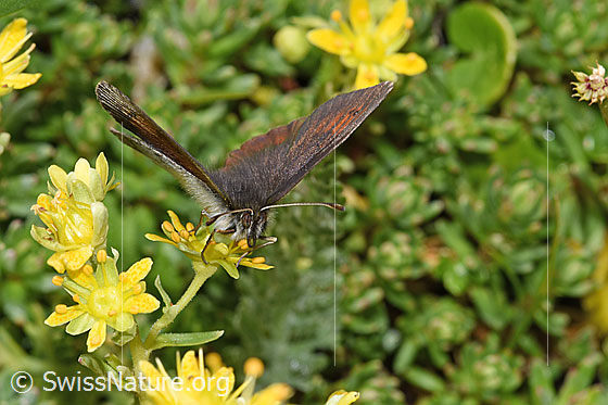 Foto: Schweizer Schillernder Mohrenfalter (Erebia tyndarus) an Bewimpertem Steinbrech (Saxifraga aizoides). Flügel halb geöffnet. Ansicht von vorne.