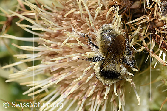 Photo: Bombus mesomelas on Cirsium spinosissimum. Length 15mm. View from above.