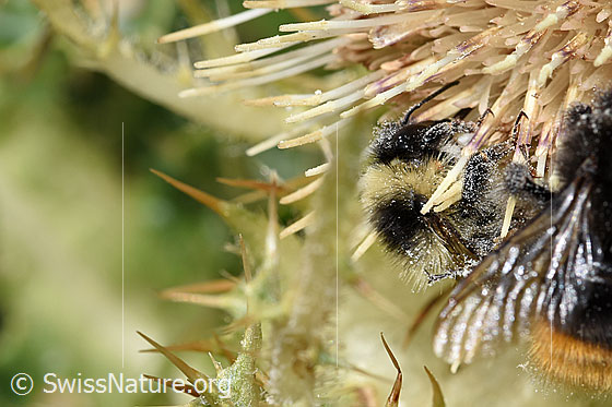Foto: Berghummel (Bombus mesomelas) auf Alpen-Kratzdistel (Cirsium spinosissimum). Länge 15mm. Ansicht von der Seite.