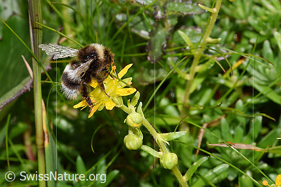 Foto: Berghummel (Bombus mesomelas) auf Bewimpertem Steinbrech (Saxifraga aizoides). Länge 15mm. Ansicht von der Seite.