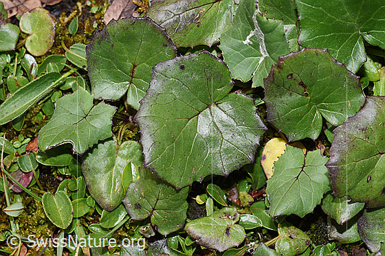 Foto: Huflattich (Tussilago farfara). Blätter. Blattoberseite.