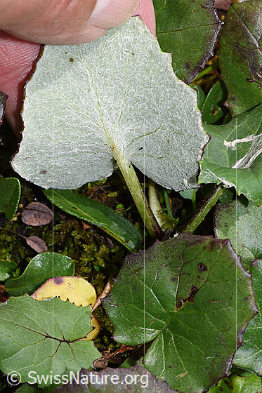 Foto: Huflattich (Tussilago farfara). Blattunterseite