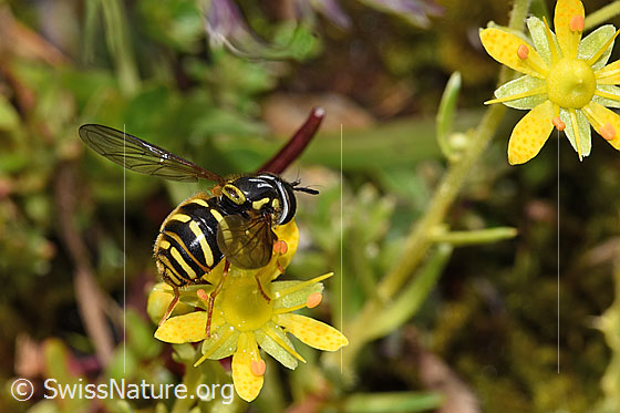 Chrysotoxum fasciatum (Schwebfliege) auf Bewimpertem Steinbrech (Saxifraga aizoides)