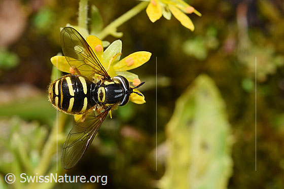 Foto: Chrysotoxum fasciatum (Schwebfliege) auf Bewimpertem Steinbrech (Saxifraga aizoides). Länge 9 - 12mm. Weibchen. Wird auch Chrysotoxum arcuatum genannt. Ansicht von oben.