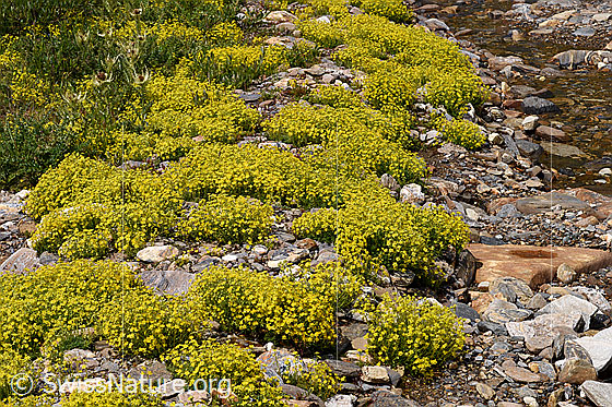 Foto: Bewimperter Steinbrech (Saxifraga aizoides). Steinbrech-Polster in Bachbett.