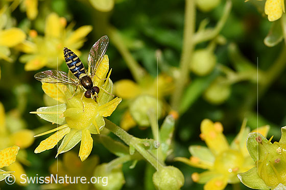 Foto: Gewöhnliche Langbauchschwebfliege (Sphaerophoria scripta) on Bewimperter Steinbrech (Saxifraga aizoides). Flügel geöffnet. Ansicht von schräg oben.