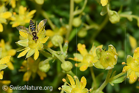 Foto: Gewöhnliche Langbauchschwebfliege (Sphaerophoria scripta) on Bewimperter Steinbrech (Saxifraga aizoides). Flügel geöffnet. Ansicht von schräg oben.