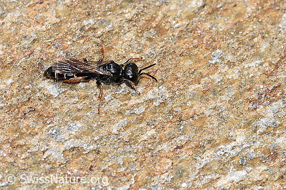 Foto: Crabro alpinus (Grabwespe). Länge 10mm. Weibchen. Ansicht von seitlich oben.