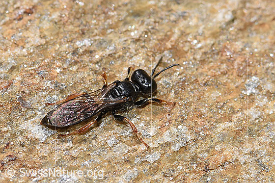Foto: Crabro alpinus (Grabwespe). Länge 10mm. Weibchen. Ansicht von schräg oben.