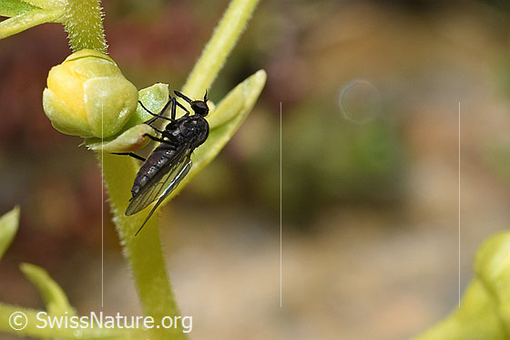 Photo: Empididae of the genus Hilara on Saxifraga aizoides. Length 5mm. Female. View from the side.