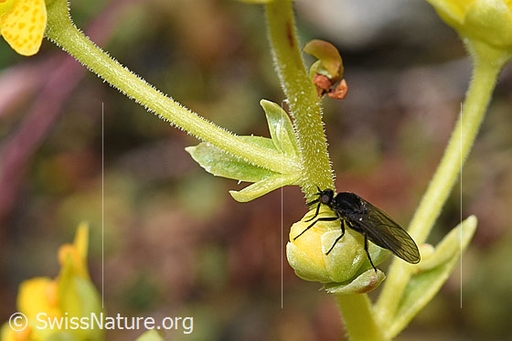 Foto: Tanzfliege der Gattung Hilara auf Bewimpertem Steinbrech (Saxifraga aizoides). Länge 5mm. Weibchen. Ansicht von schräg oben.