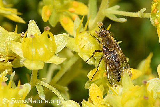 Foto: Gewöhnliche Stilettfliege (Thereva nobilitata) an Bewimpertem Steinbrech (Saxifraga aizoides). Länge 9 - 13mm. Weibchen. Ansicht von oben.