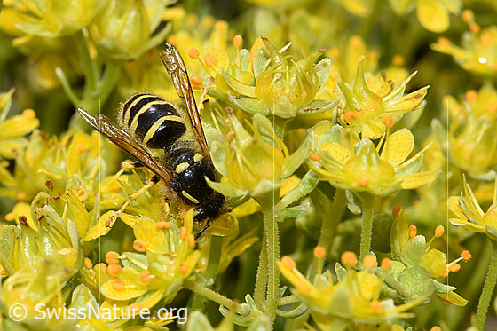 Foto: Waldwespe (Dolichovespula sylvestris) auf Bewimpertem Steinbrech (Saxifraga aizoides). Länge 13 - 16mm. Ansicht von schräg oben.