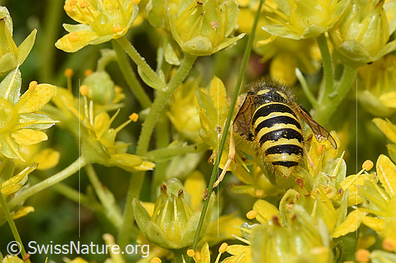 Foto: Waldwespe (Dolichovespula sylvestris) auf Bewimpertem Steinbrech (Saxifraga aizoides). Länge 13 - 16mm. Ansicht von hinten.