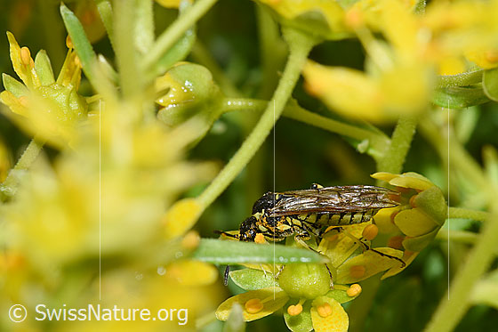 Foto: Wahrscheinlich Tenthredo brevicornis (Blattwespe) auf Bewimpertem Steinbrech (Saxifraga aizoides). Länge 9 - 11mm. Ansicht von der Seite.