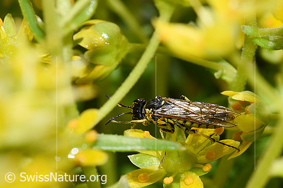 Tenthredo brevicornis (Blattwespe) auf Bewimpertem Steinbrech (Saxifraga aizoides)