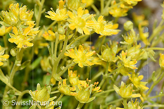 Foto: Bewimperter Steinbrech (Saxifraga aizoides). Blüten.