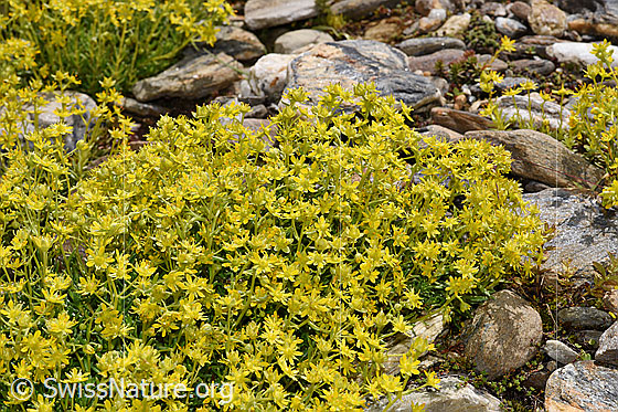 Foto: Bewimperter Steinbrech (Saxifraga aizoides). Steinbrech-Polster in Bachbett.