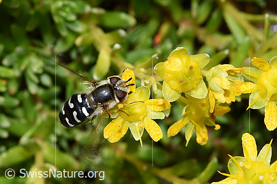 Foto: Späte Grossstirnschwebfliege (Scaeva pyrastri) auf Bewimpertem Steinbrech (Saxifraga aizoides). Ansicht von schräg oben.