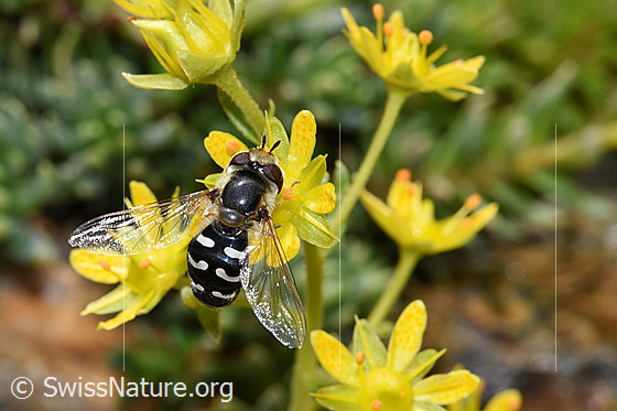 Foto: Späte Grossstirnschwebfliege (Scaeva pyrastri) auf Bewimpertem Steinbrech (Saxifraga aizoides). Ansicht von oben.