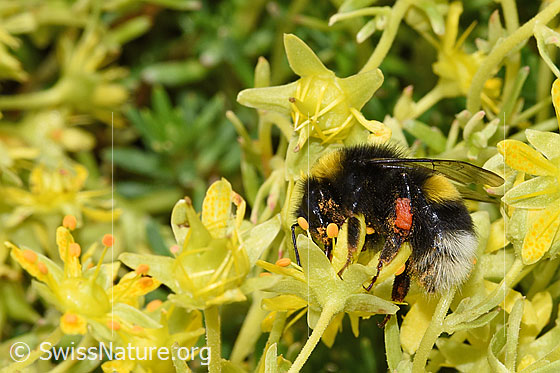Photo: Bombus lucorum on Saxifraga aizoides. Length 9 - 16mm. View from the side.