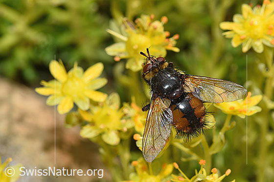 Igelfliege (Tachina fera) auf Bewimpertem Steinbrech (Saxifraga aizoides)