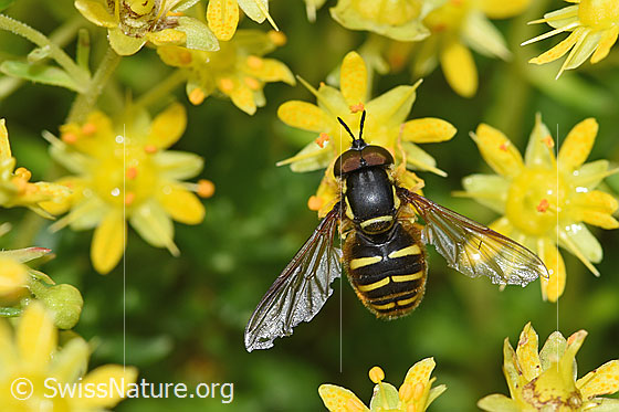 Foto: Chrysotoxum fasciatum (Schwebfliege) auf Bewimpertem Steinbrech (Saxifraga aizoides). Länge 9 - 12mm. Männchen. Ansicht von oben.