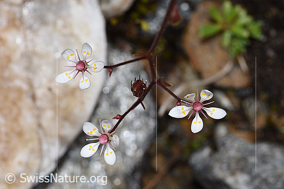 Foto: Sternblütiger Steinbrech (Saxifraga stellaris). Blüten und Stängel. Ansicht von oben.