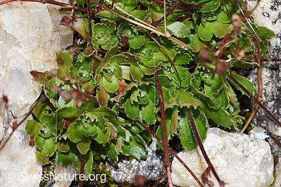 Foto: Sternblütiger Steinbrech (Saxifraga stellaris). Blätter und Stängel.
