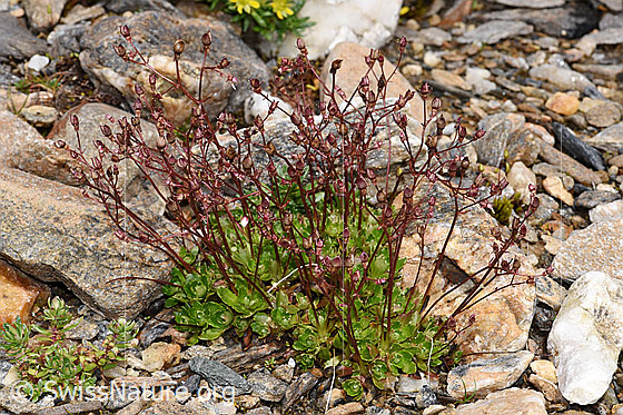 Foto: Sternblütiger Steinbrech (Saxifraga stellaris). Ganze Pflanze (Habitus).