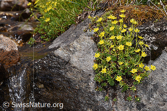 Foto: Bewimperter Steinbrech (Saxifraga aizoides). Polster neben kleinem Bergbach.