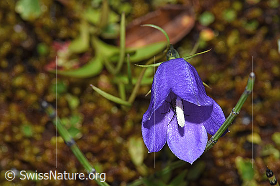 Scheuchzers Glockenblume (Campanula scheuchzeri)