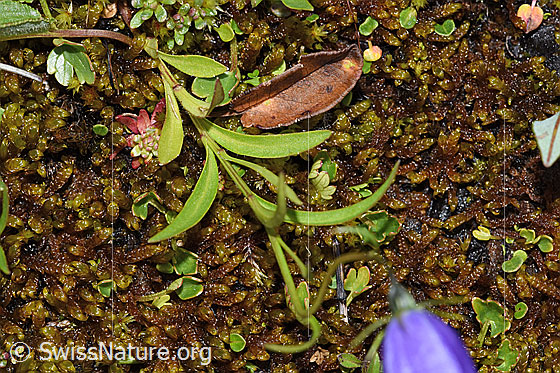 Photo: Campanula scheuchzeri. Leaves and stem.