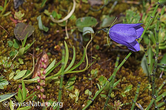 Foto: Scheuchzers Glockenblume (Campanula scheuchzeri). Ganze Pflanze (Habitus).
