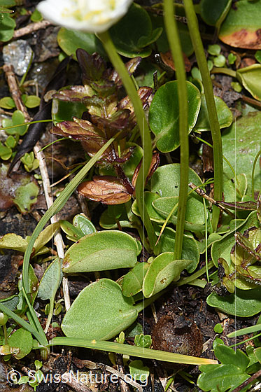 Foto: Sumpf-Herzblatt (Parnassia palustris). Stängel und Blätter.