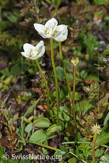 Foto: Sumpf-Herzblatt (Parnassia palustris). Ganze Pflanze (Habitus).