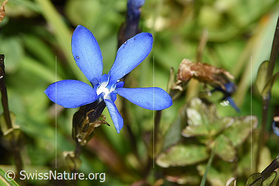 Foto: Bayrischer Enzian (Gentiana bavarica). Blüte. Ansicht von schräg oben.