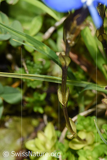 Photo: Gentiana bavarica. Stem and stem leaves.