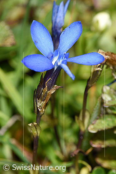 Foto: Bayrischer Enzian (Gentiana bavarica). Stängel, Kelch und Blüte.