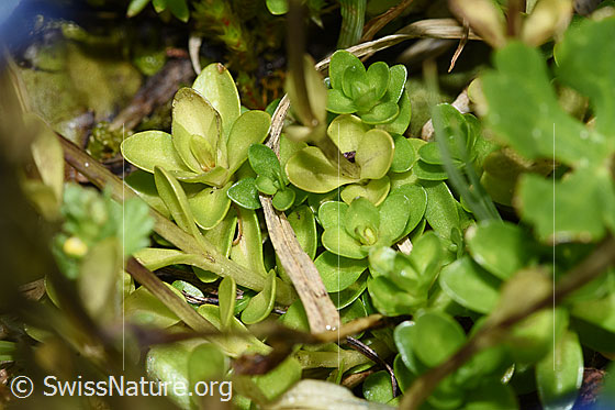 Photo: Gentiana bavarica. Leaves.