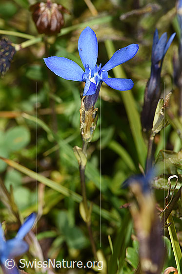 Photo: Gentiana bavarica. Stem, leaves, calyx and blossom.