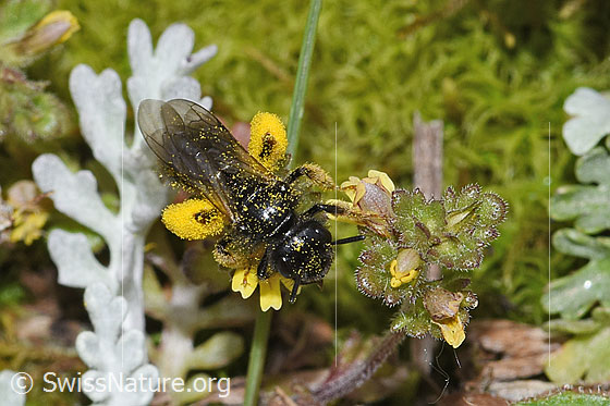 Photo: Panurgus banksianus on Euphrasia minima. Length 11mm. View from above.