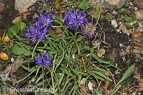 Foto: Halbkugelige Rapunzel (Phyteuma hemisphaericum). Ganze Pflanze (Habitus).
