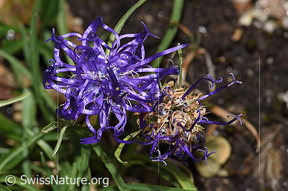 Foto: Halbkugelige Rapunzel (Phyteuma hemisphaericum). Blüten.